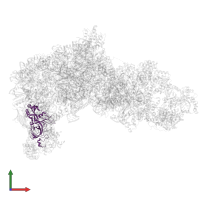 Large ribosomal subunit protein uL3A in PDB entry 8ev3, assembly 1, front view.