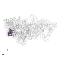 Large ribosomal subunit protein uL3A in PDB entry 8ev3, assembly 1, top view.