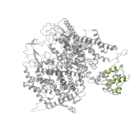 The deposited structure of PDB entry 8fd7 contains 1 copy of Pfam domain PF16905 (Voltage-dependent L-type calcium channel, IQ-associated) in Voltage-dependent L-type calcium channel subunit alpha-1C. Showing 1 copy in chain B [auth K].