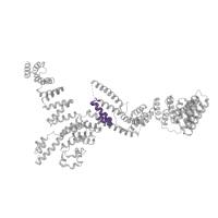 The deposited structure of PDB entry 8ffz contains 1 copy of Pfam domain PF13181 (Tetratricopeptide repeat) in Transcription factor tau 131 kDa subunit. Showing 1 copy in chain C.