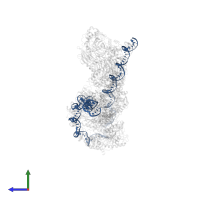 DNA (151-MER) in PDB entry 8ffz, assembly 1, side view.