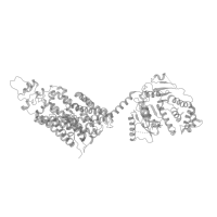 The deposited structure of PDB entry 8fho contains 3 copies of Pfam domain PF08403 (Amino acid permease N-terminal) in Solute carrier family 12 member 3. Showing 1 copy in chain A (this domain is out of the observed residue ranges!).