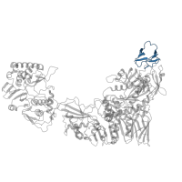 The deposited structure of PDB entry 8fjl contains 5 copies of Pfam domain PF06016 (Reovirus core-spike protein lambda-2 (L2), C-terminal) in Outer capsid protein VP1. Showing 1 copy in chain Y.