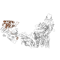 The deposited structure of PDB entry 8fjl contains 5 copies of Pfam domain PF21064 (Reovirus core-spike protein lambda-2 (L2), N-terminal) in Outer capsid protein VP1. Showing 1 copy in chain Y.