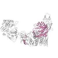 The deposited structure of PDB entry 8fjl contains 5 copies of Pfam domain PF21065 (Reovirus core-spike protein lambda-2 (L2), methyltransferase-1) in Outer capsid protein VP1. Showing 1 copy in chain Y.