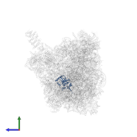 Large ribosomal subunit protein eL15 in PDB entry 8fky, assembly 1, side view.