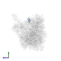 Large ribosomal subunit protein eL30 in PDB entry 8fky, assembly 1, side view.