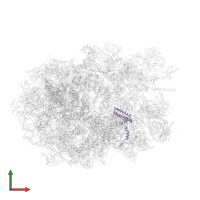 Large ribosomal subunit protein uL29 in PDB entry 8fky, assembly 1, front view.