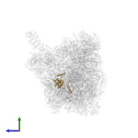 Large ribosomal subunit protein eL8 in PDB entry 8fky, assembly 1, side view.