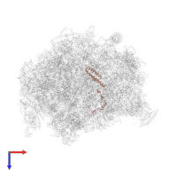 Large ribosomal subunit protein uL29 in PDB entry 8fl2, assembly 1, top view.