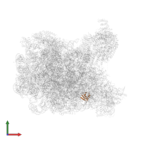 Large ribosomal subunit protein eL38 in PDB entry 8fl2, assembly 1, front view.