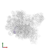 Large ribosomal subunit protein eL32 in PDB entry 8fl4, assembly 1, front view.
