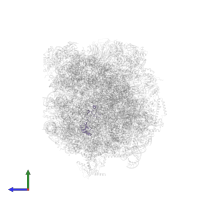 Large ribosomal subunit protein eL32 in PDB entry 8fl4, assembly 1, side view.