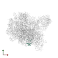 Large ribosomal subunit protein uL29 in PDB entry 8fl4, assembly 1, front view.