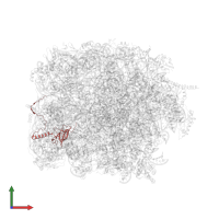 Ribosomal protein L21 in PDB entry 8fru, assembly 1, front view.