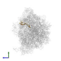 Large ribosomal subunit protein uL16 in PDB entry 8fto, assembly 1, side view.