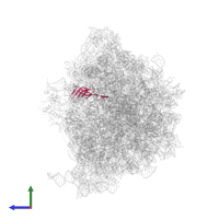 Large ribosomal subunit protein bL21 in PDB entry 8fto, assembly 1, side view.
