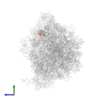 Large ribosomal subunit protein uL30 in PDB entry 8fto, assembly 1, side view.