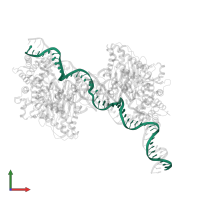 DNA (49-MER) in PDB entry 8fyd, assembly 1, front view.