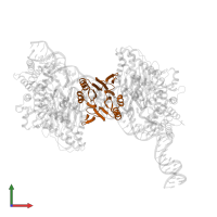 Cas2-DEDDh in PDB entry 8fyd, assembly 1, front view.