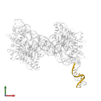 DNA (13-MER) in PDB entry 8fyd, assembly 1, front view.