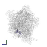 Small ribosomal subunit protein uS8 in PDB entry 8g2u, assembly 1, side view.