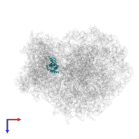 Small ribosomal subunit protein eS8 in PDB entry 8g61, assembly 1, top view.