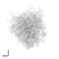 Large ribosomal subunit protein eL29 in PDB entry 8g61, assembly 1, side view.