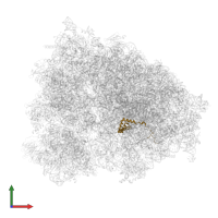 Large ribosomal subunit protein eL36 in PDB entry 8g61, assembly 1, front view.