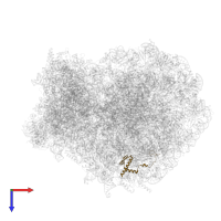 Large ribosomal subunit protein eL36 in PDB entry 8g61, assembly 1, top view.