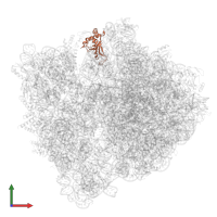 50S ribosomal protein L5 in PDB entry 8g7r, assembly 1, front view.