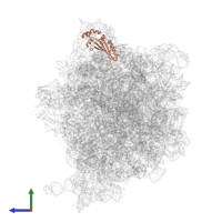 50S ribosomal protein L5 in PDB entry 8g7r, assembly 1, side view.