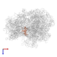 50S ribosomal protein L5 in PDB entry 8g7r, assembly 1, top view.
