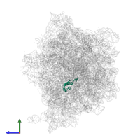 Large ribosomal subunit protein uL22 in PDB entry 8g7r, assembly 1, side view.