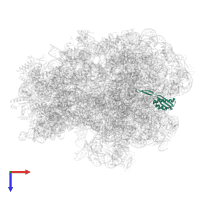 Large ribosomal subunit protein uL22 in PDB entry 8g7r, assembly 1, top view.