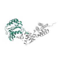 The deposited structure of PDB entry 8giy contains 3 copies of Pfam domain PF13177 (DNA polymerase III, delta subunit) in DNA polymerase III subunit tau. Showing 1 copy in chain C.