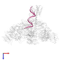 primer in PDB entry 8gwf, assembly 1, top view.