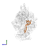 RNA (5'-R(P*AP*GP*UP*AP*GP*AP*AP*AP*CP*AP*AP*GP*GP*AP*GP*UP*UP*UP*U)-3') in PDB entry 8h69, assembly 1, side view.