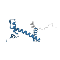 The deposited structure of PDB entry 8hak contains 2 copies of Pfam domain PF00125 (Core histone H2A/H2B/H3/H4) in Histone H2A type 1-B/E. Showing 1 copy in chain G.