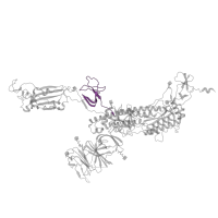 The deposited structure of PDB entry 8heb contains 3 copies of Pfam domain PF19209 (Coronavirus spike glycoprotein S1, C-terminal) in Spike glycoprotein. Showing 1 copy in chain A.