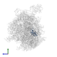 Large ribosomal subunit protein uL16 in PDB entry 8hku, assembly 1, side view.