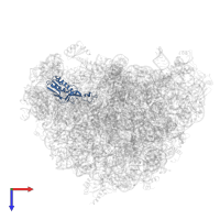 Large ribosomal subunit protein uL16 in PDB entry 8hku, assembly 1, top view.