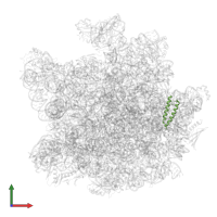 Large ribosomal subunit protein uL29 in PDB entry 8hku, assembly 1, front view.