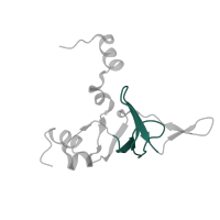 The deposited structure of PDB entry 8hkv contains 1 copy of Pfam domain PF00467 (KOW motif) in Large ribosomal subunit protein uL24. Showing 1 copy in chain U [auth L24P].