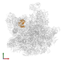 Large ribosomal subunit protein eL18 in PDB entry 8hkv, assembly 1, front view.