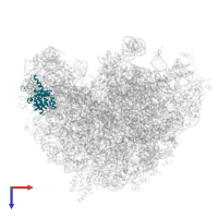 Large ribosomal subunit protein uL18 in PDB entry 8hkv, assembly 1, top view.