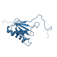 The deposited structure of PDB entry 8hkx contains 1 copy of Pfam domain PF00411 (Ribosomal protein S11) in Small ribosomal subunit protein uS11. Showing 1 copy in chain I [auth S11P].