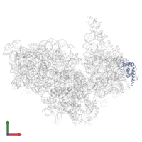 Small ribosomal subunit protein eS19 in PDB entry 8hkx, assembly 1, front view.