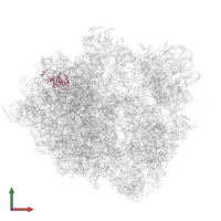 Large ribosomal subunit protein uL30 in PDB entry 8hl5, assembly 1, front view.