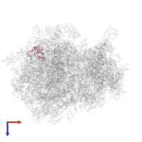 Large ribosomal subunit protein uL30 in PDB entry 8hl5, assembly 1, top view.